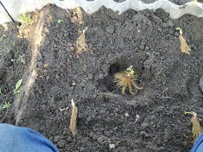 Полуниця "Королева Єлизавета" (ремонтантний сорт, ранній термін дозрівання) - фото 13