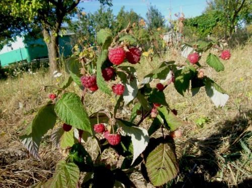 Малинове дерево "Богатир"  - фото 4