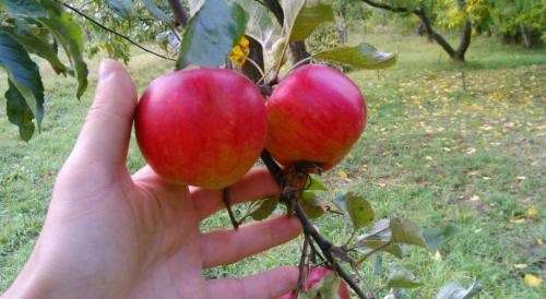 Яблоня "Джонатан" (зимний сорт, поздний срок созревания) - фото 7