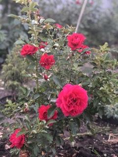 Троянда англійська "Кінг Артур" (саджанець класу АА +) вищий сорт - фото 3