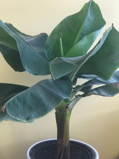 Банан кімнатний "Київський суперкарлик" - фото 8