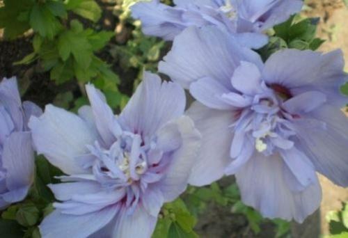 Гібіскус деревовидний махровий "Блакитний шифон" (Blue Chiffon) - фото 5