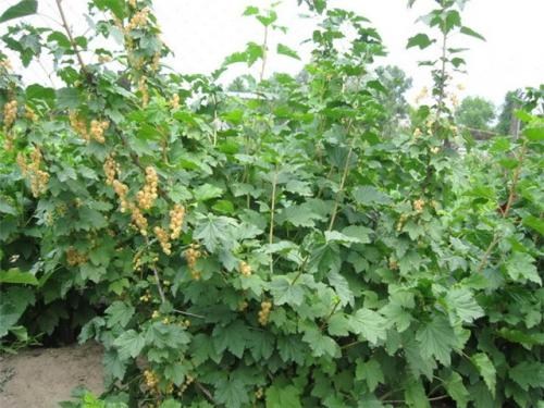 Порічка (смородина) жовта "Імператорська" (середньо-ранній термін дозрівання, високоврожайний сорт) - фото 6