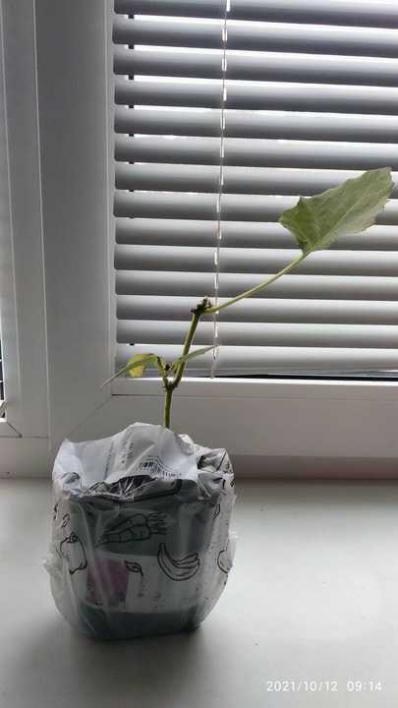 Павловнія бузкова "Адамове дерево" (красивоквітучий сорт) вазон Р9 - фото 3