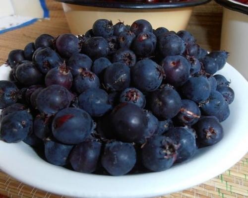 Ирга ольхолистная "Smoky" (Смоуки) (самый высокоурожайный сорт) - фото 5