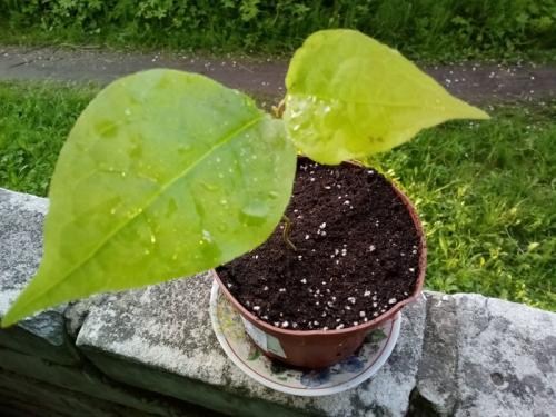 Магнолия Лилиецветная "Nigra"  - фото 7