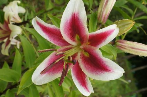 Лілія "Candy Club" (Гігантська квітка) - фото 4