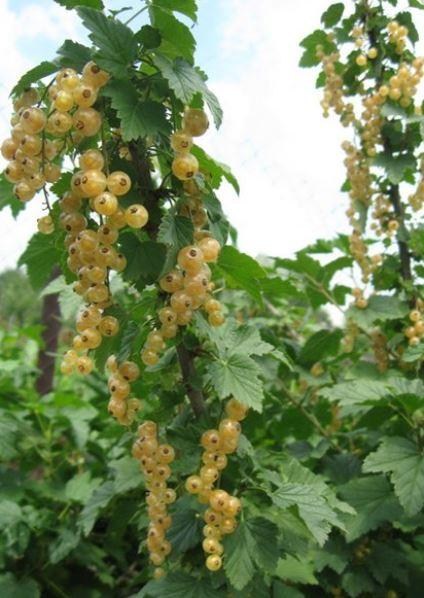 Порічка (смородина) жовта "Імператорська" (середньо-ранній термін дозрівання, високоврожайний сорт) - фото 3