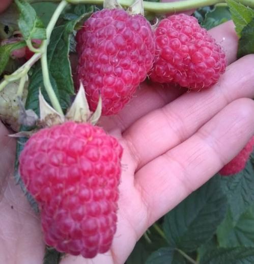 Малиновое дерево "Таруса"  - фото 4