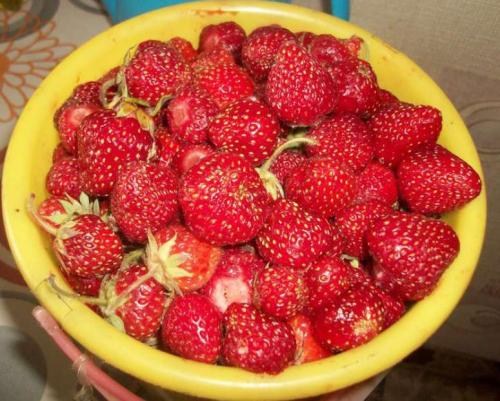 Полуниця "Зенга Зенгана" (Senga Sengana) (середньо-пізній термін дозрівання) - фото 11