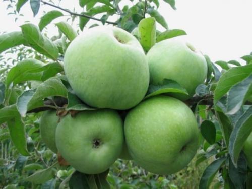 Яблоня "Ренет Симиренко" (Симиренко) (зимний сорт, поздний срок созревания) - фото 7