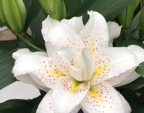 Лилия Розовидная "Roselily Sita"  - фото 5