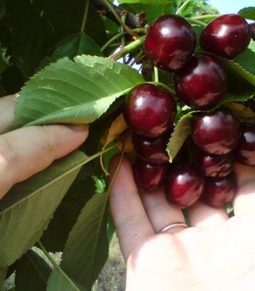 Черешня пирамидальная черная "XXL" Эксклюзив! - фото 5