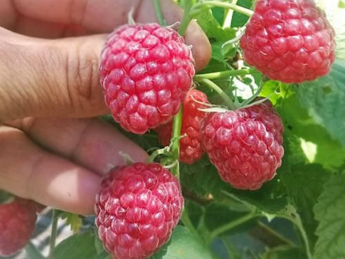 Малина "Брусвяна" (ремонтантный высокоурожайный сорт) - фото 3