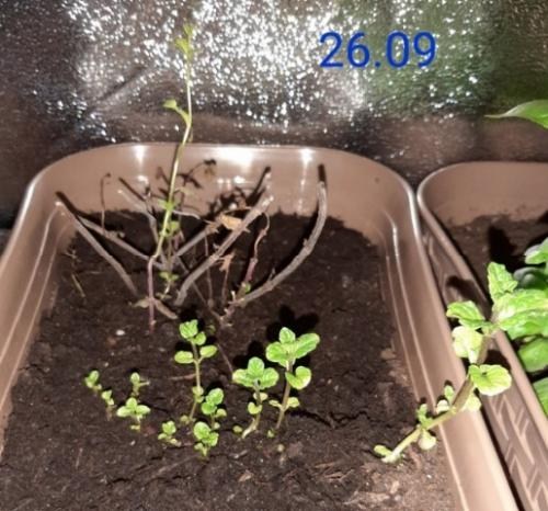 М'ята Мохіто "Mint Mojito" - фото 7