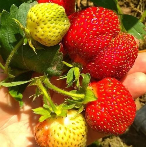 Полуниця "Хоней" (Honey) (ранній термін дозрівання, стійкий до хвороб і шкідників) - фото 13