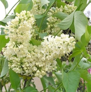 Бузок жовтий "Примула" - фото 7