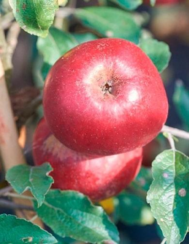 Яблоня "Джонатан" (зимний сорт, поздний срок созревания) - фото 9