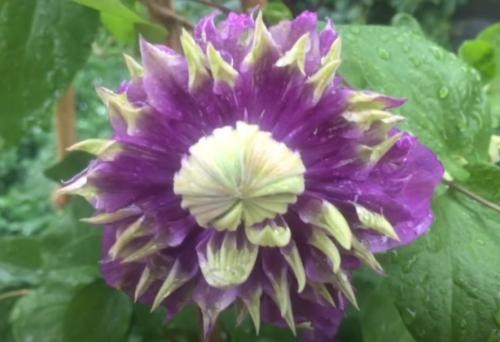 Клематис "Тайга" (повторноцветущий сорт) - фото 6