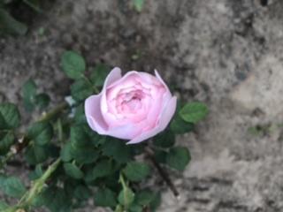 Роза флорибунда "Peony Pink"(Пиони Пинк) - фото 9