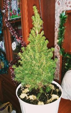 Хвоя Новогодняя "Christmas Picea" (Рождественская ель) (высота 40-50см) - фото 3