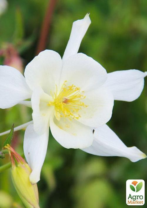 Аквілегія "Nivea" 1 шт в упаковці - фото 3