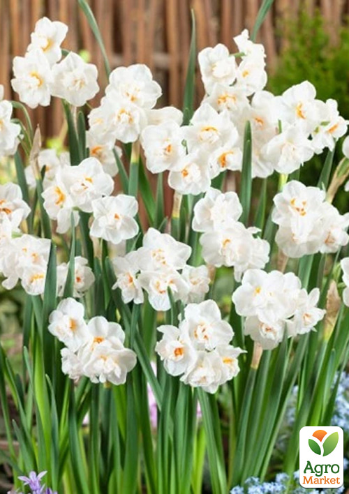 Нарцисс многоцветковый "Abba" укорененный