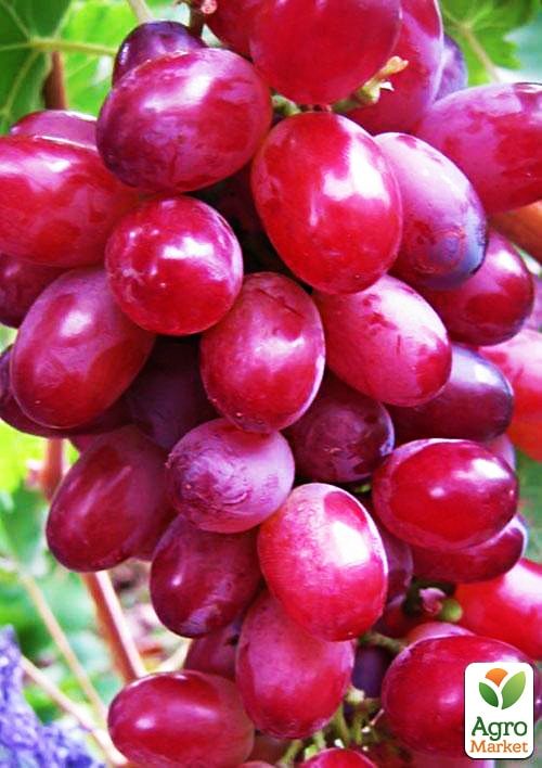 Виноград "Червоний палець" (кишмиш, ранньо-середній термін дозрівання)