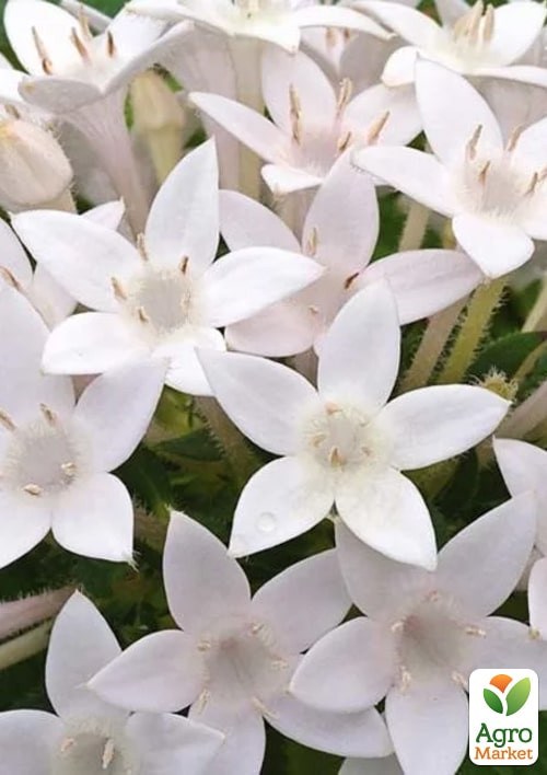 Пентас "Лаки Стар F1" белый ТМ "Vesna Exclusive" 3шт