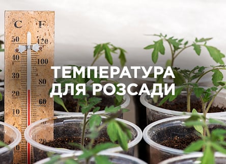 Какой должна быть температура для выращивания рассады?