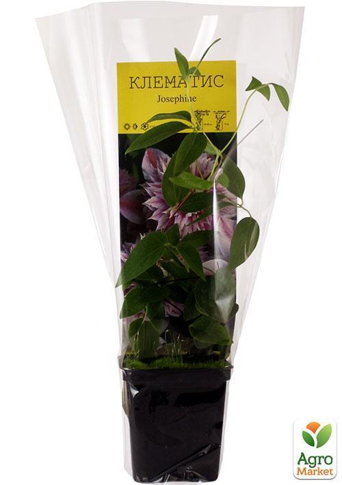 Клематис "Josephine" - фото 5