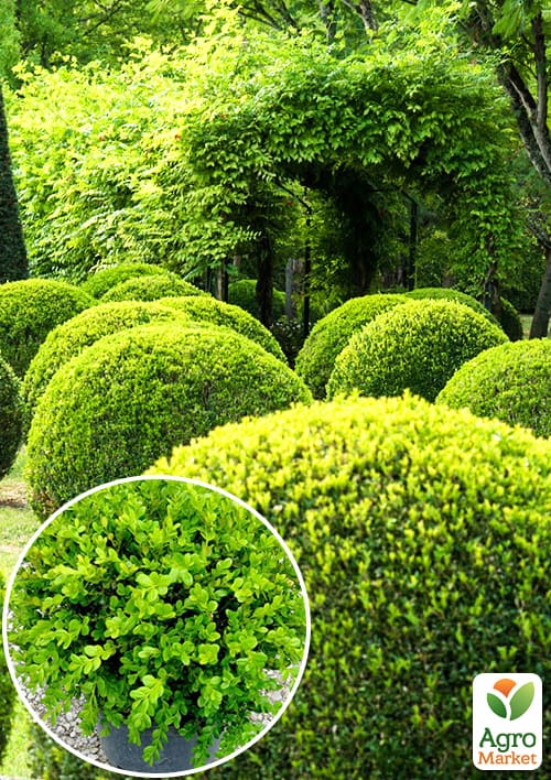 Самшит вічнозелений "Таємнича краса" (Buxus sempervirens)