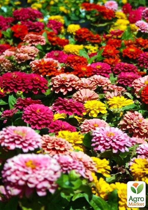Цинія "Махрова" (Зипер) ТМ "Весна" 2г - фото 4