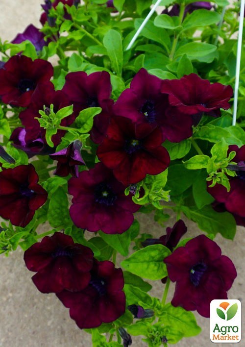 Сурфінія "Burgundy" (контейнер № 10. висота 10-15 см) - фото 3