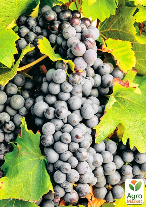 Виноград "Черный Доктор" (винный сорт)