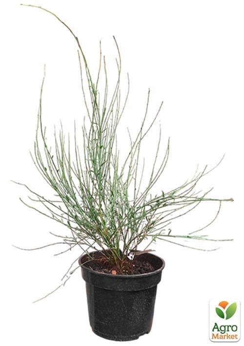 Ракитник "White Lion" (цитисус) вазон С3 - фото 6