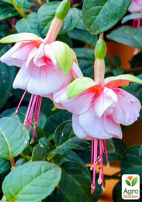 Фуксія ампельна "Southgate" (контейнер № 10, висота 5-10 см) - фото 3