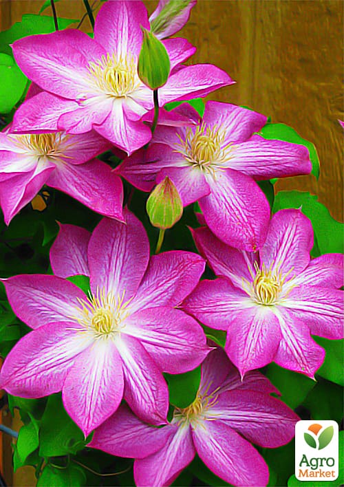 Клематис "Asao"