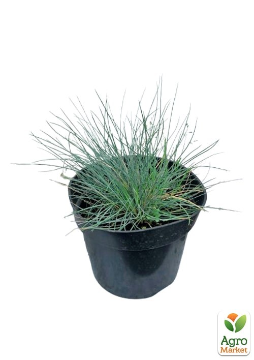 Костриця блакитна "Buddy Bluet" вазон С2, висота 15-30см - фото 3