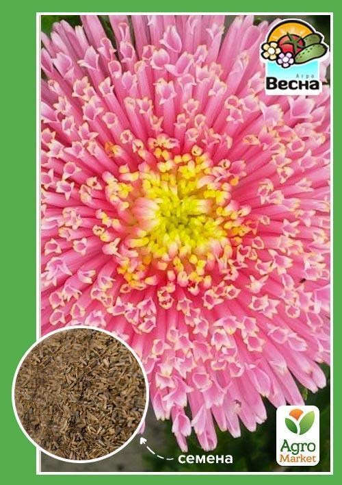 Астра "Принцесса розовая" ТМ "Весна" 0.2г