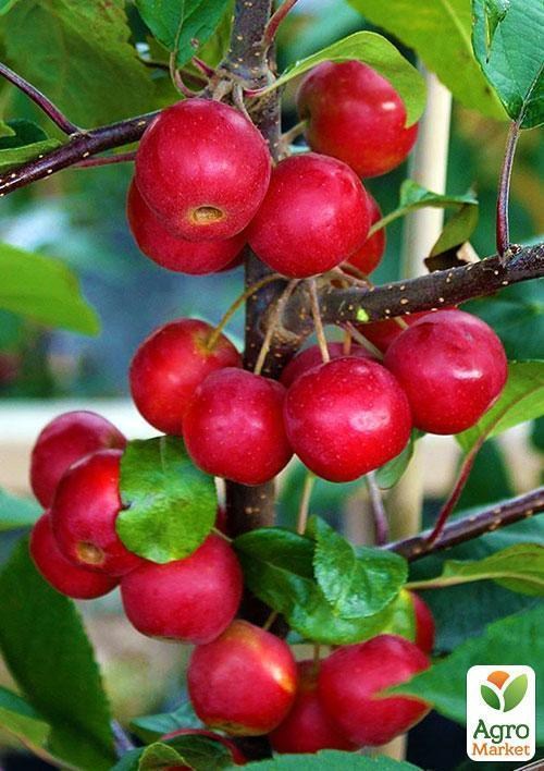 Яблоня штамбовая "Райская плакучая"