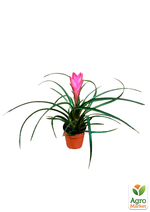 Тілландсія "Аніта" (Tillandsia Cyanea) - фото 5