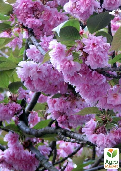 Сакура кущова "Ханами"