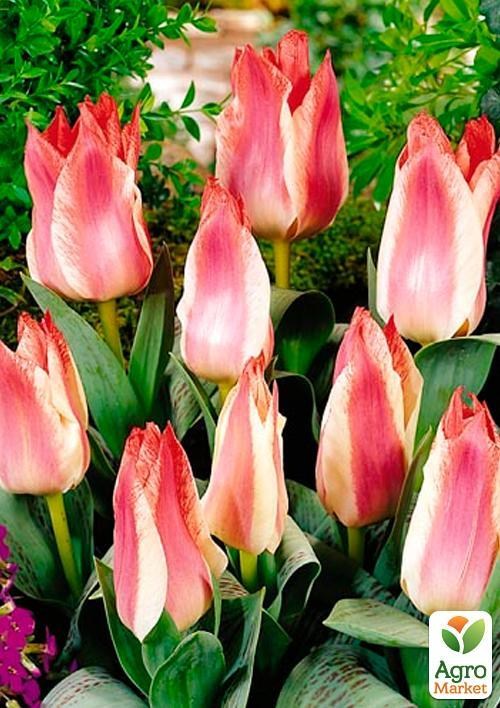 Тюльпан "Czaar Peter" (розмір 11/12, великий) 3шт в упаковці