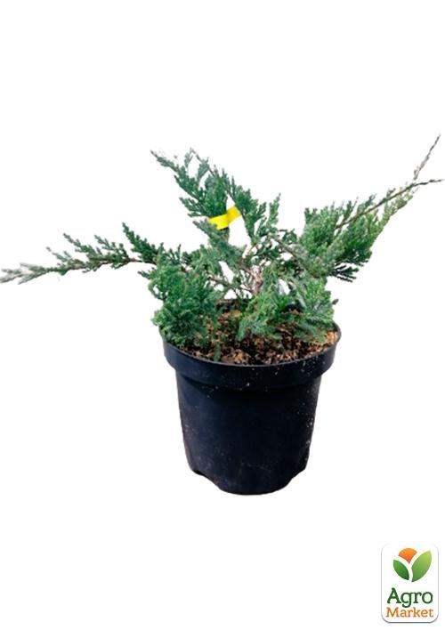 Можжевельник горизонтальный "Blue Chip" C2, диаметр 15-20см - фото 2