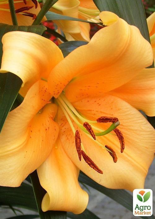 Лилия Гигант "Saltarello"  - фото 2