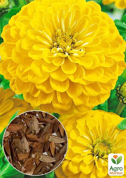 На развес Цинния "Канарейка" ТМ "Весна" цена за 4г