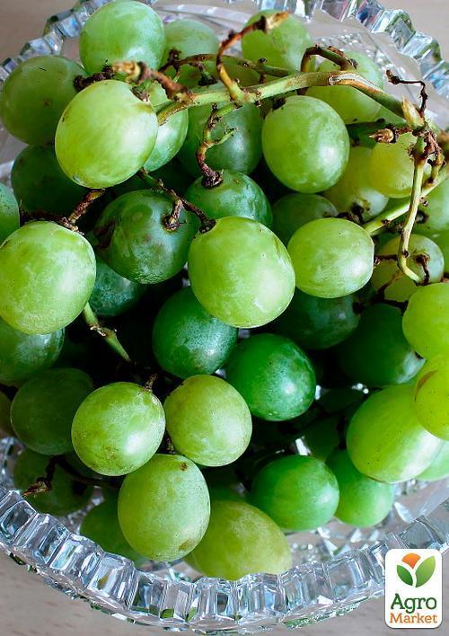 Виноград "Совіньон Блан" (Sauvignon Blanc) (винний сорт, середній термін дозрівання)