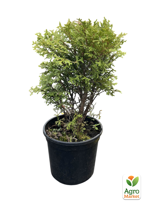 Туя західна "Hoseri" (C1, 5, висота 25-40см) - фото 2