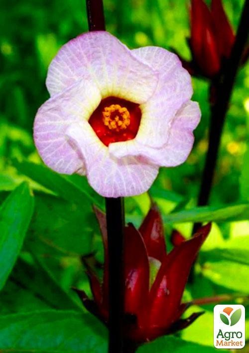 Каркаде (Суданська Роза) гібіскус "Сабдаріффа" - фото 3